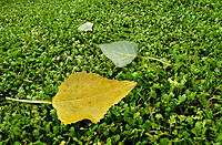 Click image for larger version

Name:	Gold among the green 2.jpg
Views:	83
Size:	862.1 KB
ID:	375156