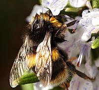 Click image for larger version

Name:	Wet Bumble.jpg
Views:	70
Size:	155.3 KB
ID:	375809