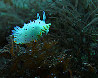 Click image for larger version

Name:	Mexichromis.jpg
Views:	75
Size:	101.4 KB
ID:	375927