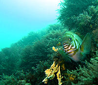 Click image for larger version

Name:	Scaley 1.jpg
Views:	60
Size:	152.0 KB
ID:	375928