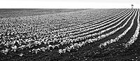 Click image for larger version

Name:	Cabbages bw.jpg
Views:	70
Size:	210.9 KB
ID:	376964