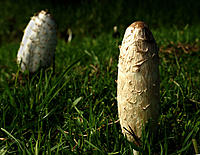Click image for larger version

Name:	Phallic Mushrooms..jpg
Views:	72
Size:	139.1 KB
ID:	376979