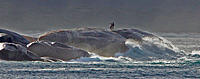 Click image for larger version

Name:	Pair in the mist.jpg
Views:	115
Size:	116.6 KB
ID:	377968
