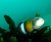 Click image for larger version

Name:	Bluethroat Wrasse.jpg
Views:	105
Size:	102.6 KB
ID:	378018