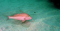 Click image for larger version

Name:	Goatfish.jpg
Views:	111
Size:	148.0 KB
ID:	378019