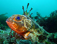 Click image for larger version

Name:	Gurnard Perch.jpg
Views:	116
Size:	202.4 KB
ID:	378020