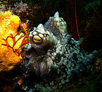 Click image for larger version

Name:	Occy eye.jpg
Views:	127
Size:	218.6 KB
ID:	378024