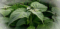Click image for larger version

Name:	Morning Dew.jpg
Views:	80
Size:	158.5 KB
ID:	378797