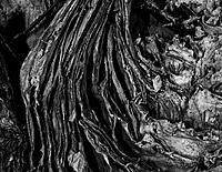 Click image for larger version

Name:	Kev's bark.jpg
Views:	84
Size:	200.4 KB
ID:	379233