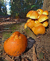 Click image for larger version

Name:	Fungi.jpg
Views:	114
Size:	343.3 KB
ID:	379274