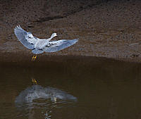 Click image for larger version

Name:	Full Flaps.jpg
Views:	77
Size:	359.6 KB
ID:	380983