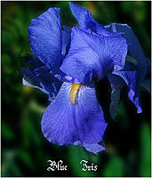 Click image for larger version

Name:	single blue iris3copy.jpg
Views:	53
Size:	688.1 KB
ID:	381398