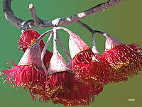 Click image for larger version

Name:	Untitled-2Red gum flowers 2 copy.jpg
Views:	39
Size:	797.8 KB
ID:	381552