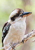 Click image for larger version

Name:	242-Kookaburra.jpg
Views:	76
Size:	239.2 KB
ID:	382063