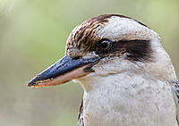 Click image for larger version

Name:	243-Kookaburra-portrait.jpg
Views:	77
Size:	242.7 KB
ID:	382064