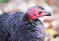 Click image for larger version

Name:	251-Bush-Turkey.jpg
Views:	74
Size:	236.5 KB
ID:	382066