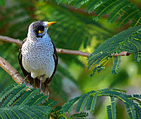 Click image for larger version

Name:	Noisy Mynah.jpg
Views:	63
Size:	159.1 KB
ID:	383539