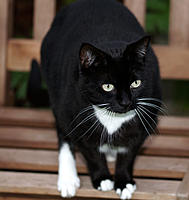 Click image for larger version

Name:	Poppy.jpg
Views:	80
Size:	88.0 KB
ID:	383789