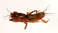 Click image for larger version

Name:	Mole Cricket 1.jpg
Views:	62
Size:	69.0 KB
ID:	383814