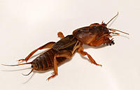 Click image for larger version

Name:	Mole cricket 4.jpg
Views:	62
Size:	72.5 KB
ID:	383816