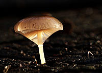 Click image for larger version

Name:	Wet toadstool.jpg
Views:	67
Size:	91.2 KB
ID:	383956