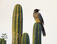 Click image for larger version

Name:	Wattle Bird 2.jpg
Views:	70
Size:	78.9 KB
ID:	383960