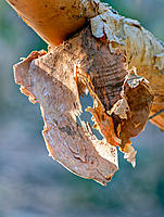 Click image for larger version

Name:	023.bark.jpg
Views:	115
Size:	238.2 KB
ID:	384841