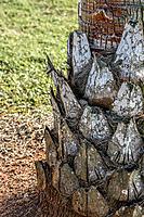 Click image for larger version

Name:	036-palm.jpg
Views:	104
Size:	243.3 KB
ID:	384844