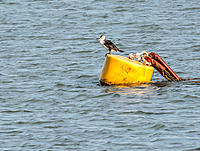 Click image for larger version

Name:	040-Cormorant-on-buoy.jpg
Views:	110
Size:	236.1 KB
ID:	384846
