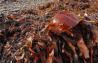 Click image for larger version

Name:	Egg case.jpg
Views:	58
Size:	214.2 KB
ID:	385588