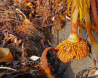 Click image for larger version

Name:	Kelp root.jpg
Views:	66
Size:	248.2 KB
ID:	385589