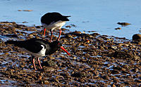 Click image for larger version

Name:	OC pair.jpg
Views:	58
Size:	190.7 KB
ID:	385842