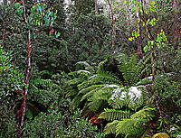 Click image for larger version

Name:	Fern.jpg
Views:	65
Size:	460.7 KB
ID:	386002