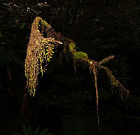 Click image for larger version

Name:	Tree moss.jpg
Views:	59
Size:	130.5 KB
ID:	386817