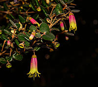 Click image for larger version

Name:	Bells.jpg
Views:	83
Size:	141.5 KB
ID:	387055
