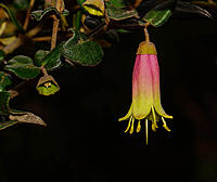 Click image for larger version

Name:	Bell.jpg
Views:	88
Size:	114.1 KB
ID:	387056