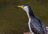 Click image for larger version

Name:	Pied Cormorant.jpg
Views:	69
Size:	105.3 KB
ID:	387117