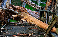 Click image for larger version

Name:	Broken trees.jpg
Views:	79
Size:	189.0 KB
ID:	387129