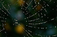 Click image for larger version

Name:	Lemon tree web.jpg
Views:	102
Size:	115.3 KB
ID:	390583