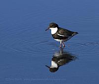 Click image for larger version

Name:	01-01 red-kneed dotterel2.jpg
Views:	72
Size:	74.8 KB
ID:	401503