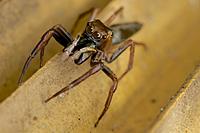 Click image for larger version

Name:	DSC_3874.jpg
Views:	61
Size:	114.7 KB
ID:	415706
