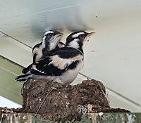 Click image for larger version

Name:	20161010_MagpieLark_0048_sml.jpg
Views:	49
Size:	166.0 KB
ID:	433298