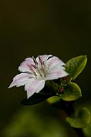 Click image for larger version

Name:	Serissa Snowleaves3.jpg
Views:	60
Size:	30.6 KB
ID:	448342