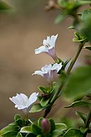 Click image for larger version

Name:	Serissa Snowleaves.jpg
Views:	64
Size:	50.0 KB
ID:	448343