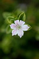Click image for larger version

Name:	Serissa Snowleaves2.jpg
Views:	60
Size:	37.3 KB
ID:	448344