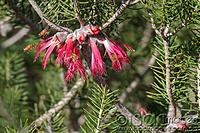 Click image for larger version

Name:	1516_Beesx4.jpg
Views:	73
Size:	208.2 KB
ID:	465917