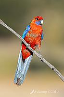 Click image for larger version

Name:	rosella 2390.jpg
Views:	111
Size:	148.1 KB
ID:	467485