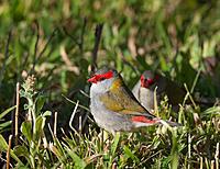 20210827_EaglebyWetlands_0010_sml_sml.jpg