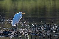 20210827_EaglebyWetlands_0020_sml_sml.jpg