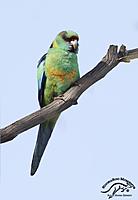 NSW Alone 2-08-2022 (77).jpg